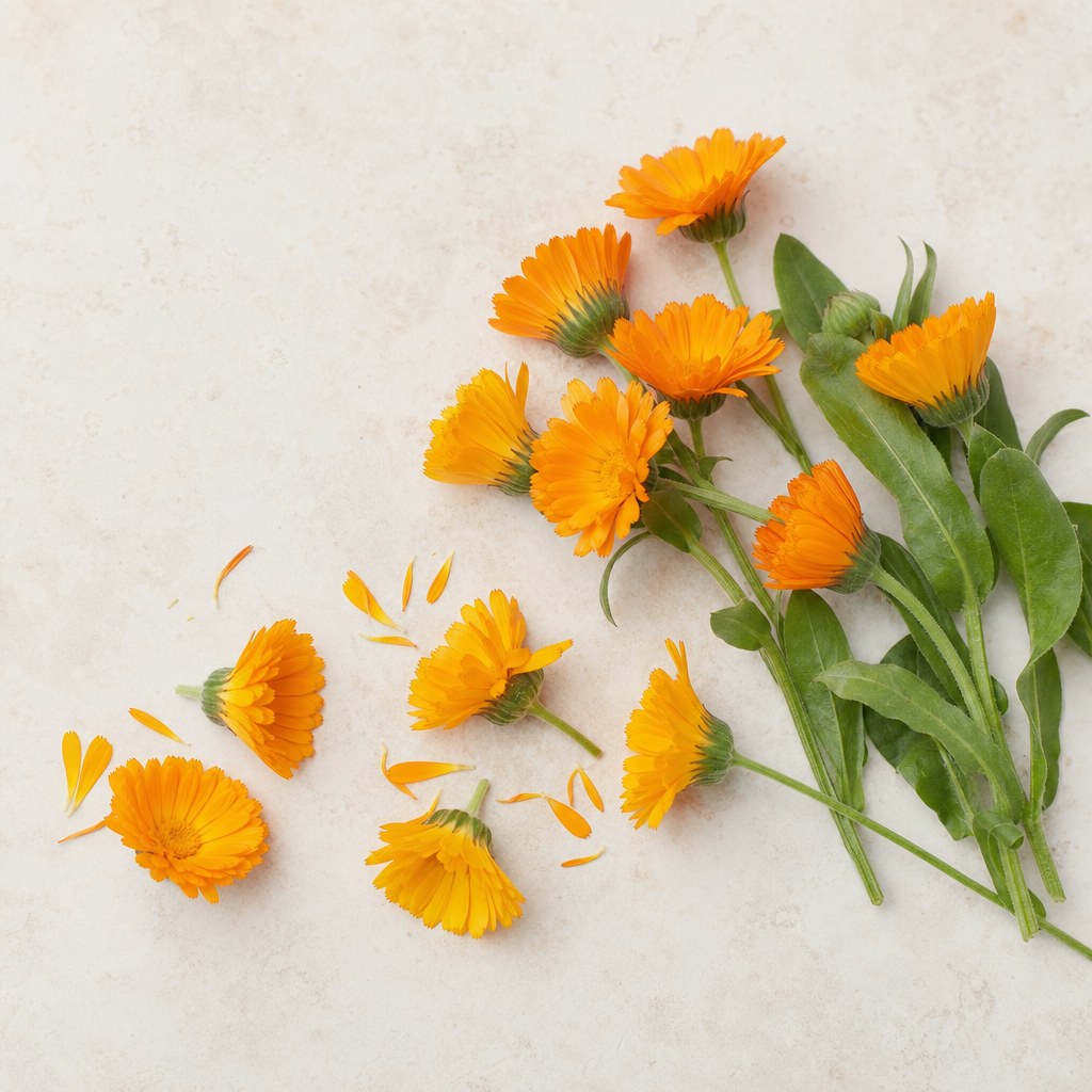 Blüten der Ringelblume mit Ringelblumenblütenextrakt.