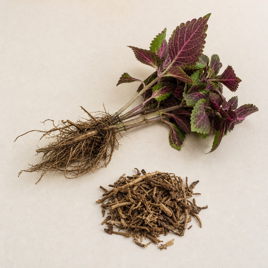 Coleus-Wurzeln und getrocknetes Wurzelmaterial vor hellem Hintergrund.