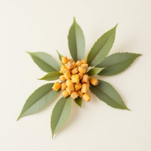 Extracto de Boswellia serrata