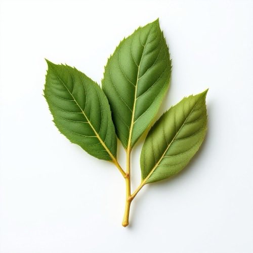Extrait de Ginseng