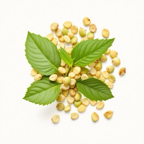 Extrait de Tribulus terrestris