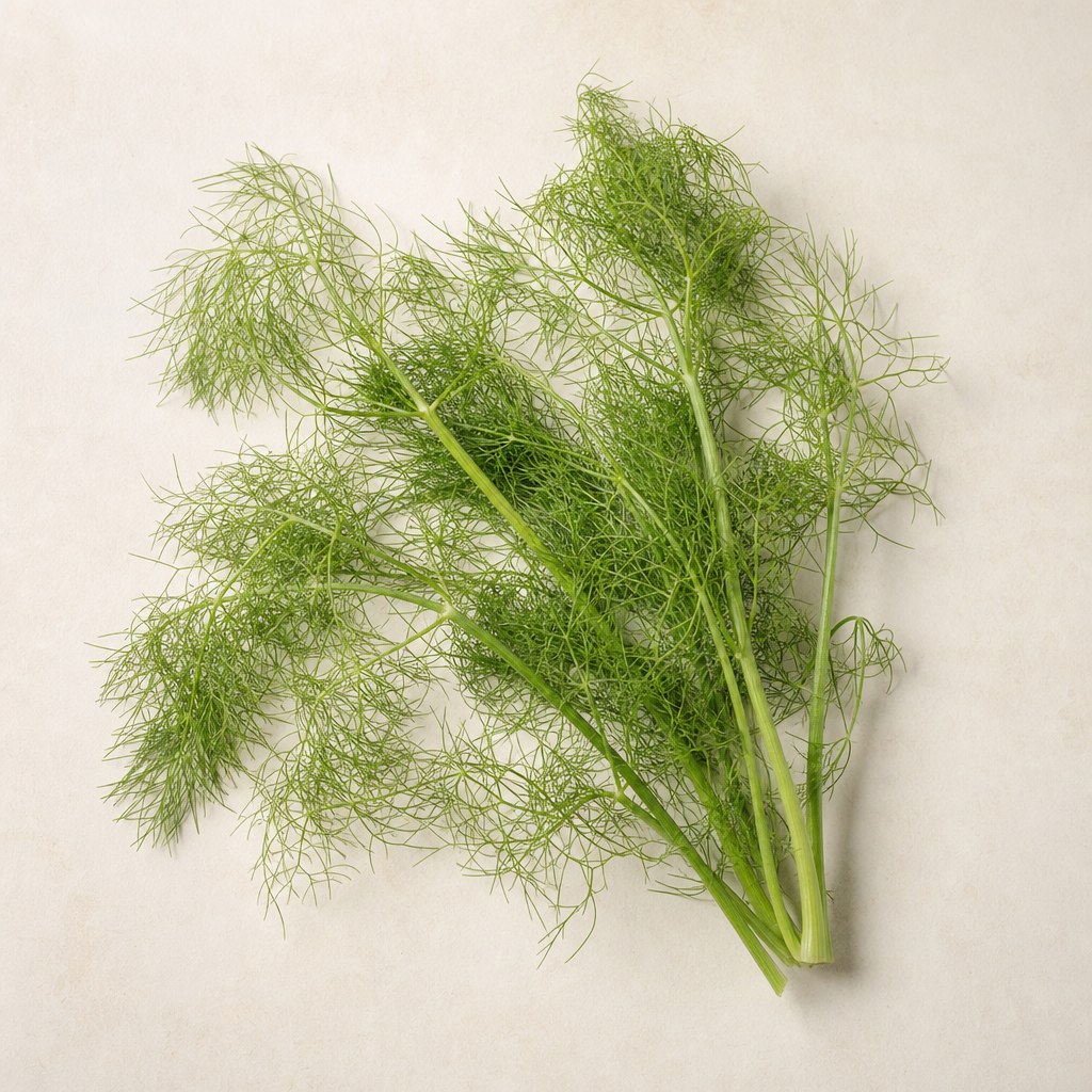 Fennel herb from Foeniculum vulgare.
