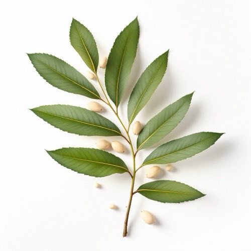 Εκχύλισμα Σερενόα (Saw Palmetto)