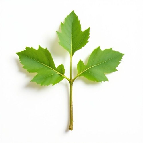 Εκχύλισμα Tribulus terrestris