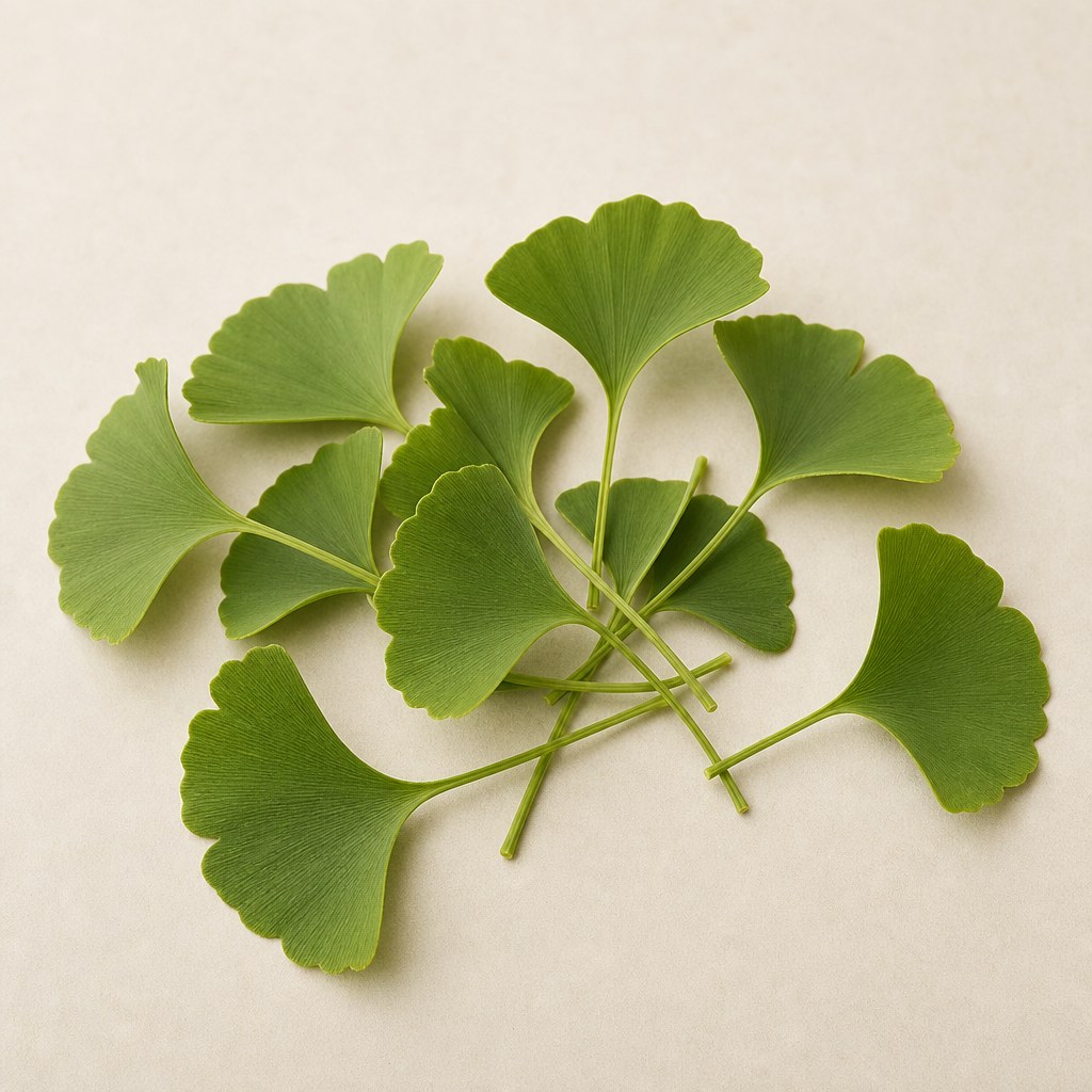 Πράσινα βενταλόσχημα φύλλα ginkgo biloba.