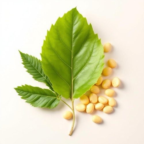 Glucomannano radice konjac