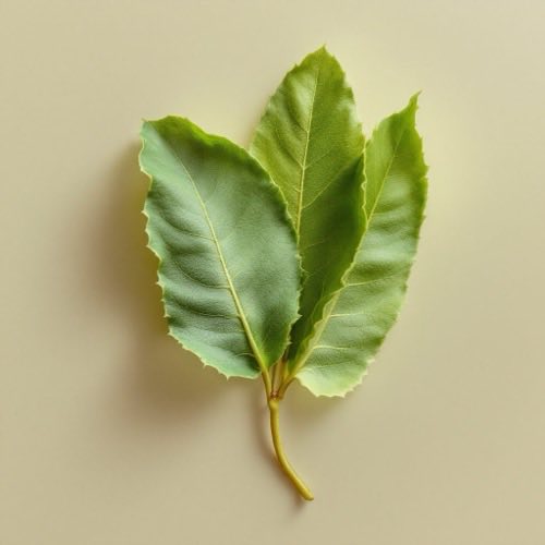 Csalán gyökér