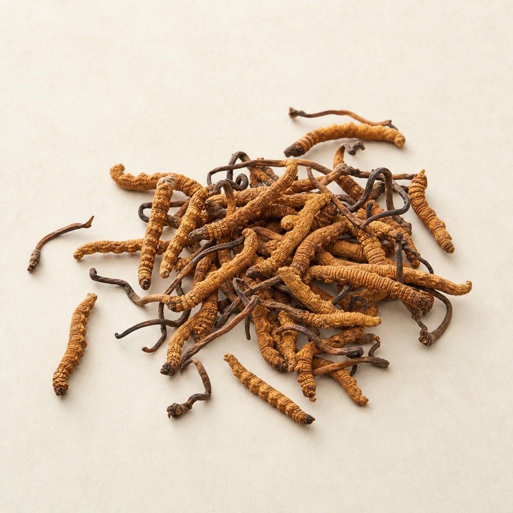 Hongos cordyceps secos sobre un fondo neutro claro.
