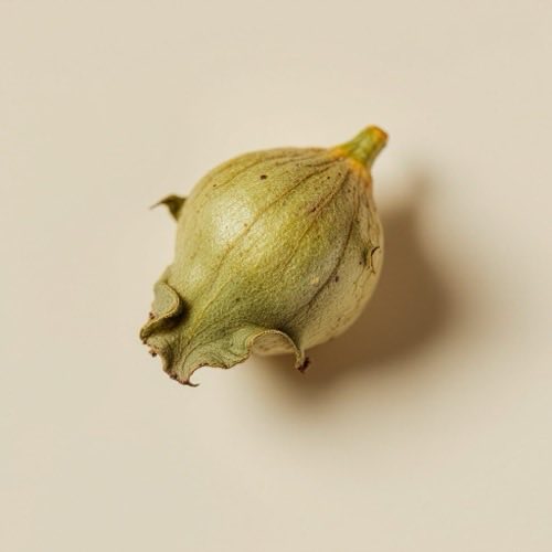 Extracto de Tribulus terrestris