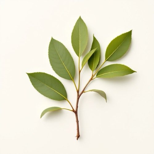 Aceite de eucalipto