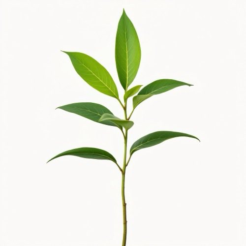 Té verde