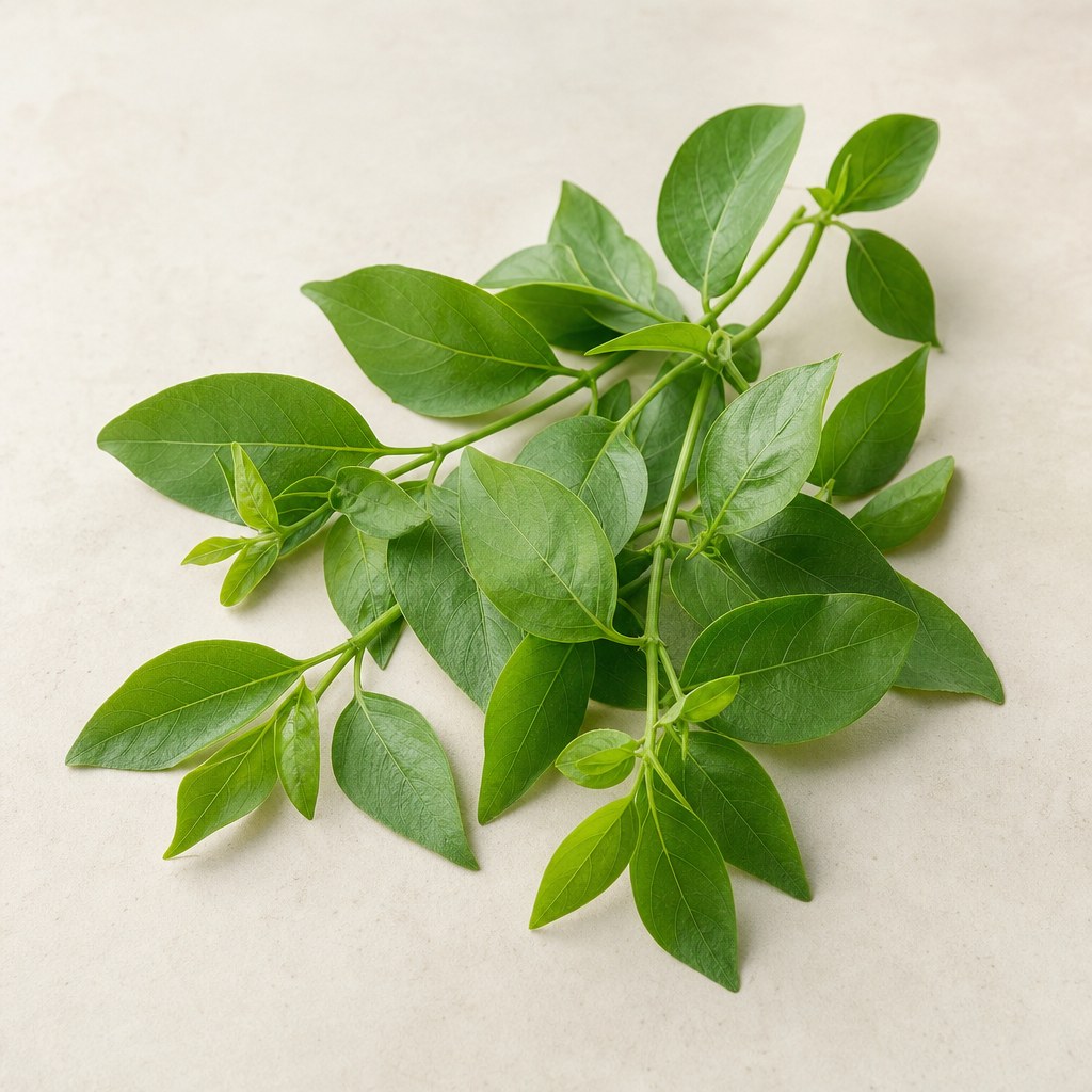 Liście Gymnema sylvestre.