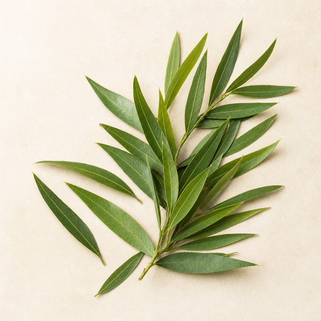 Frunze de arbore de ceai (Melaleuca alternifolia).