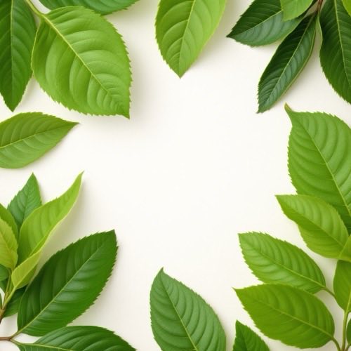 Extract de cafea verde