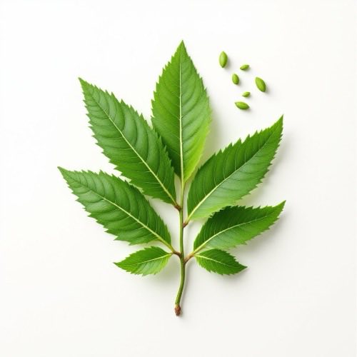 Extract de ceai verde