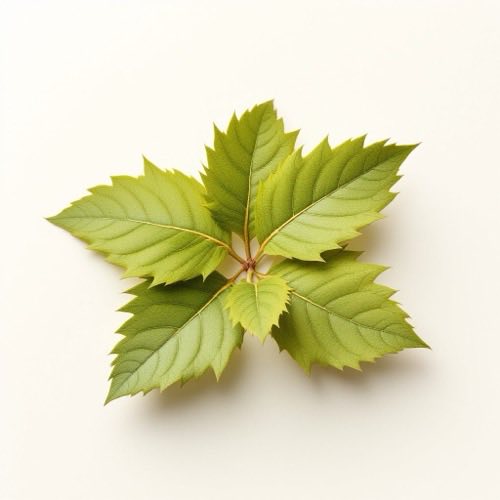 Tribulus terrestris bitkisi