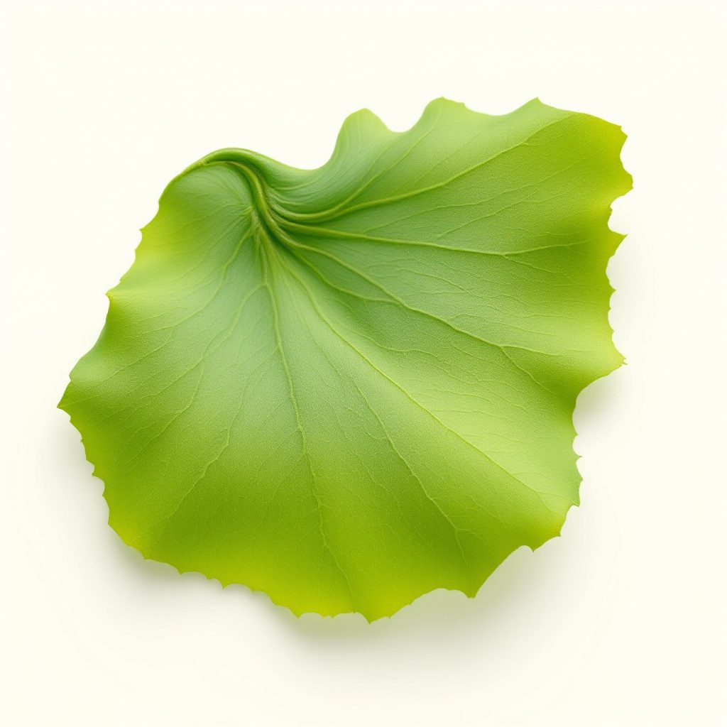 Listy ginkgo biloby