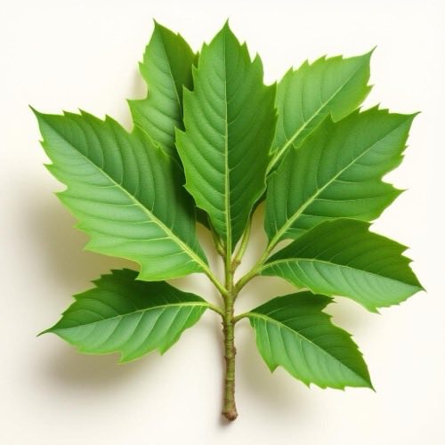 Ekstrakt Saw Palmetto