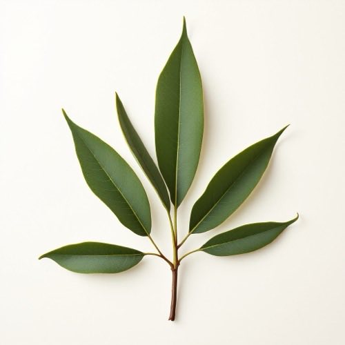 Aceite de oliva