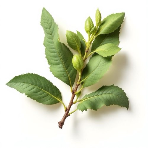 Extracto de Cornus officinalis