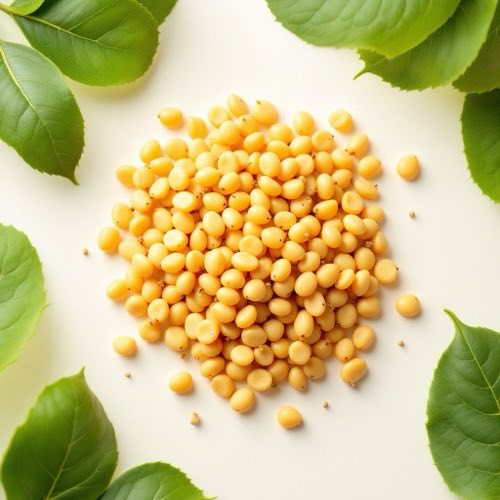 Extracto de Gymnema Sylvestre