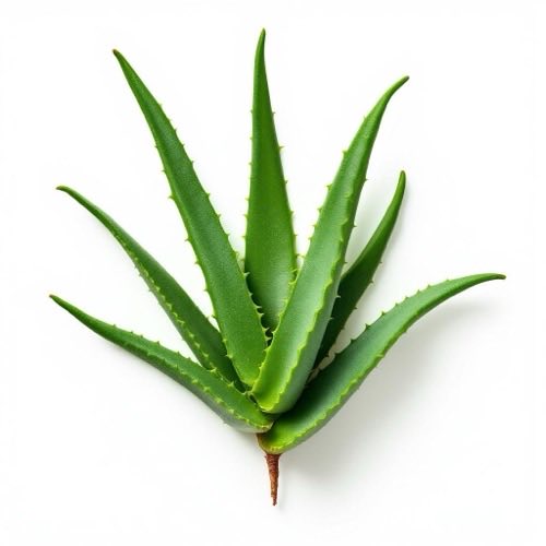 Aloe Vera Blatt mit Gel