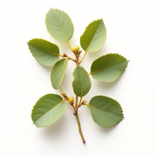 Bärentraube (Arctostaphylos uva-ursi)