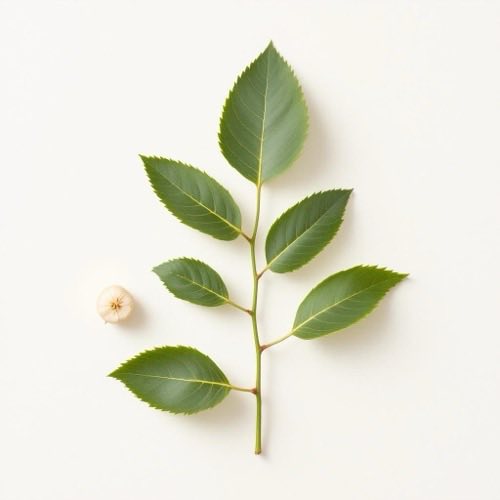Eukalyptus Blätter natürlich