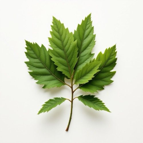 Eukalyptusblatt