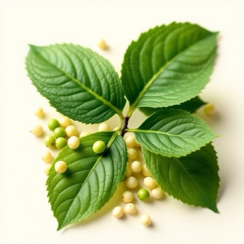 Gymnema Sylvestre