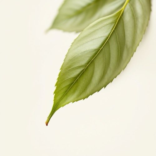 Kamille-Blüte
