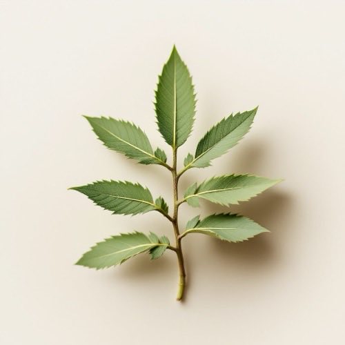 Wermut (Artemisia absinthium)