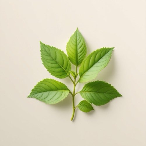 Ekstrakt koprive (Urtica dioica)