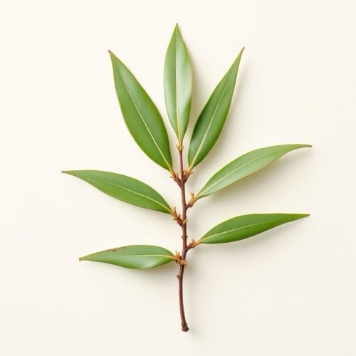Ekstrakt palmete (Serenoa repens)