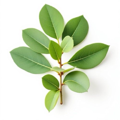 Eucalyptus olie