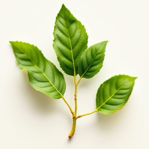 Ginseng wortel