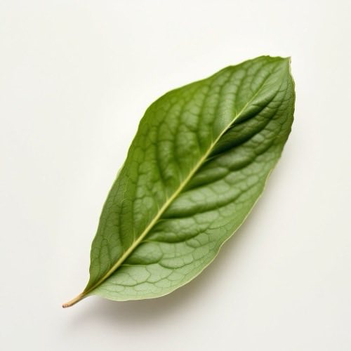 Groene mossel