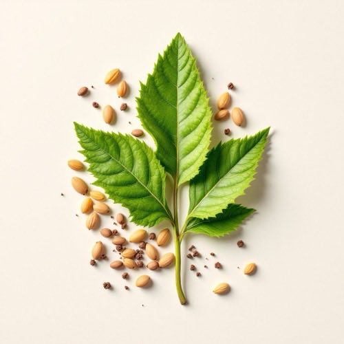 Groene thee extract