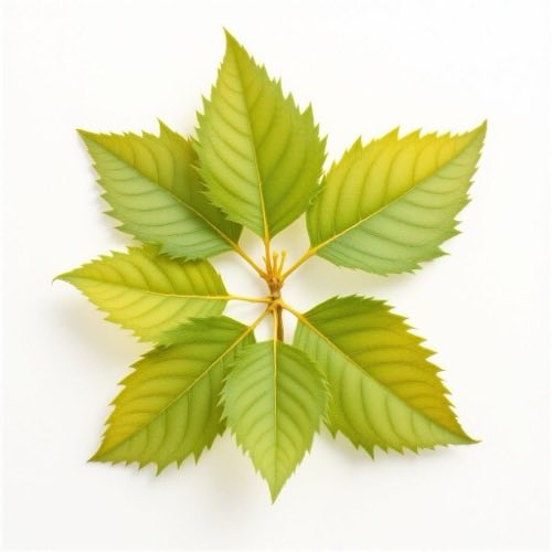 Hamamelis virginiana (toverhazelaar)