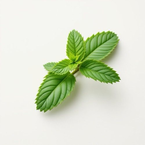 Menthol