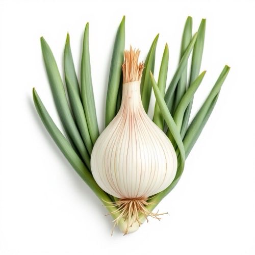 Чесън (Allium sativum)