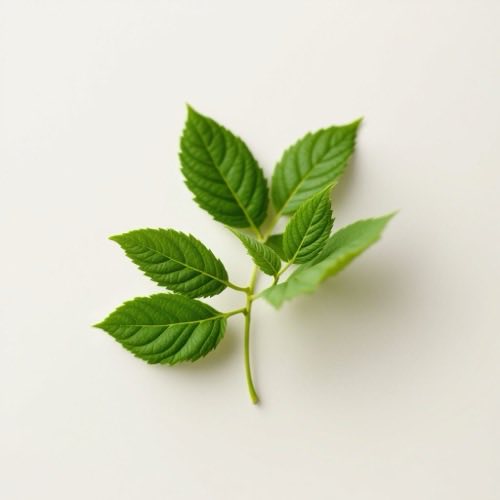 Gymnema Sylvestre Blätter