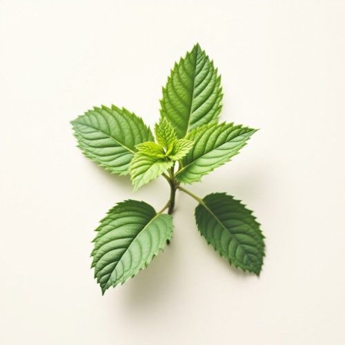 Menthol natürlicher Inhaltsstoff