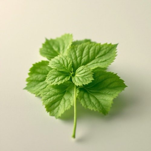 Extrait de centella asiatica