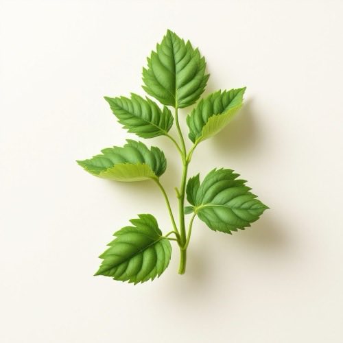 Extracto de Bacopa Monnieri