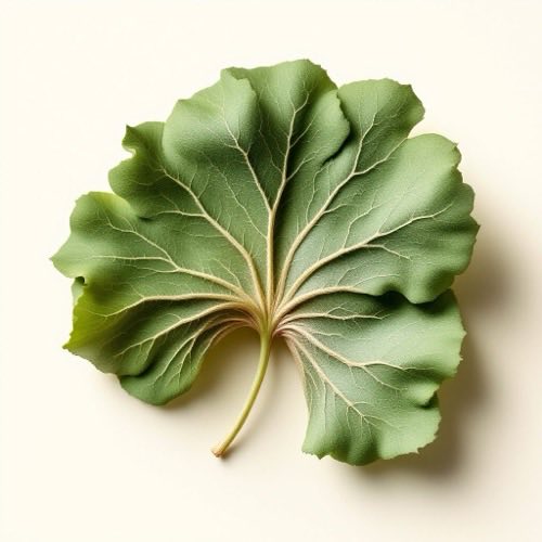 Extracto de ginkgo biloba