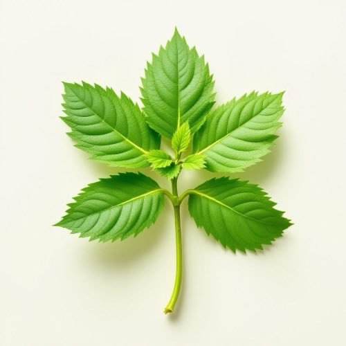 Té verde