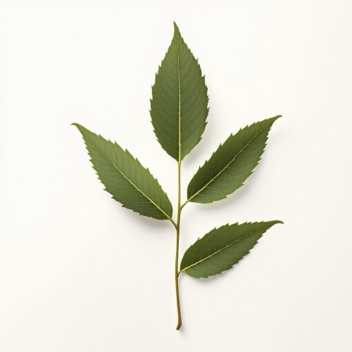 Aceite de jengibre