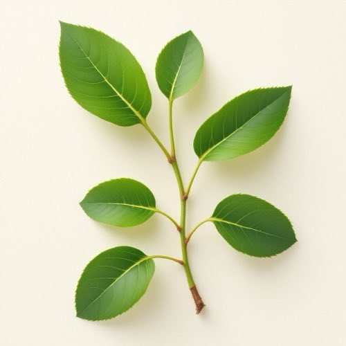 Extracto de Gymnema Sylvestre