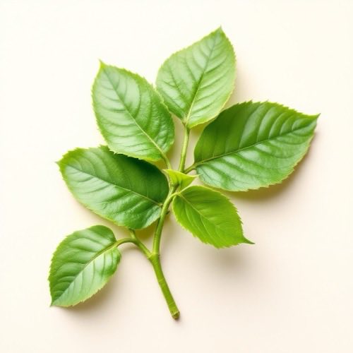 Gymnema sylvestre